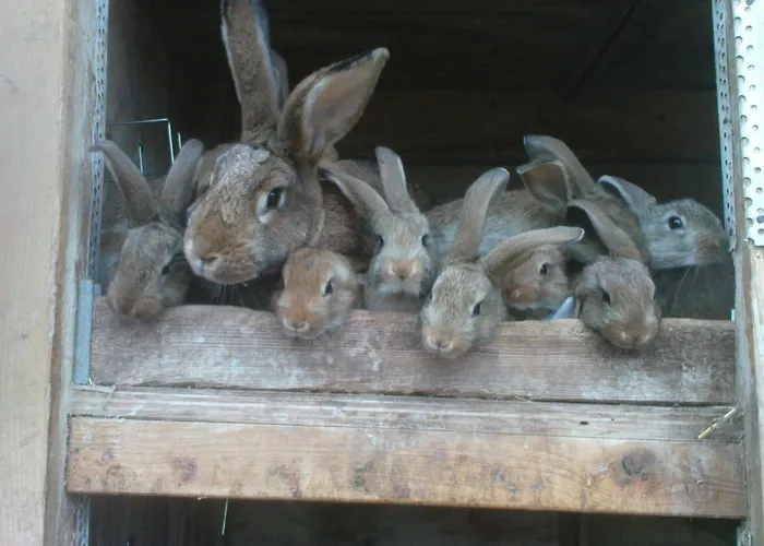 克拉姆科菲林安格旅馆 *