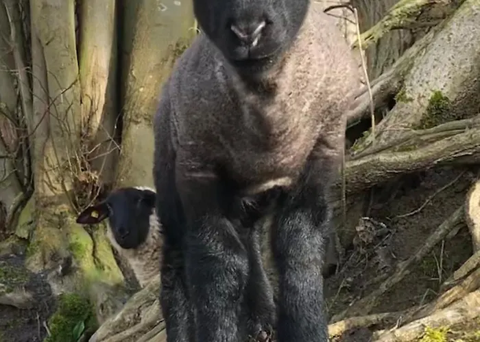 克拉姆科菲林安格旅馆 *