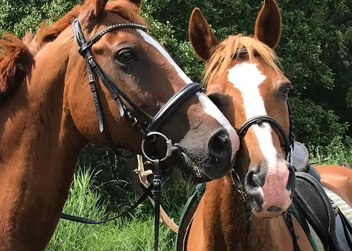 克拉姆科菲林安格旅馆 公寓 *