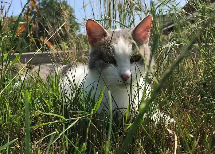 公寓 克拉姆科菲林安格旅馆 Gramkow